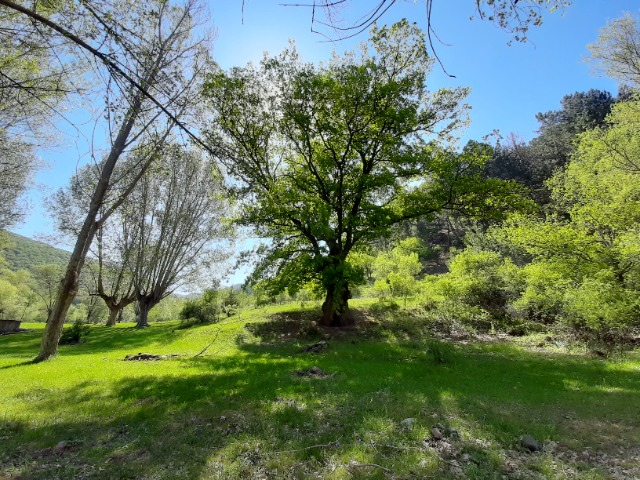 Quercus robur