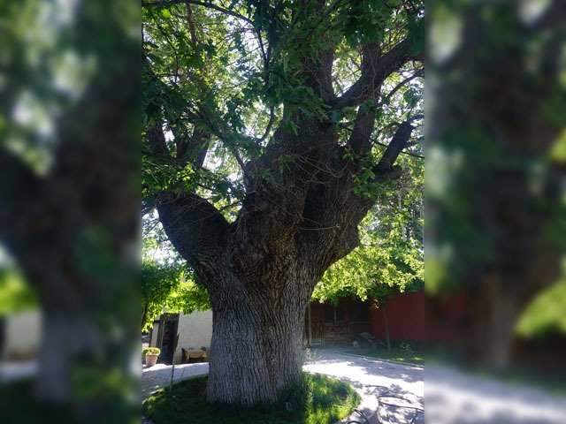 Quercus robur