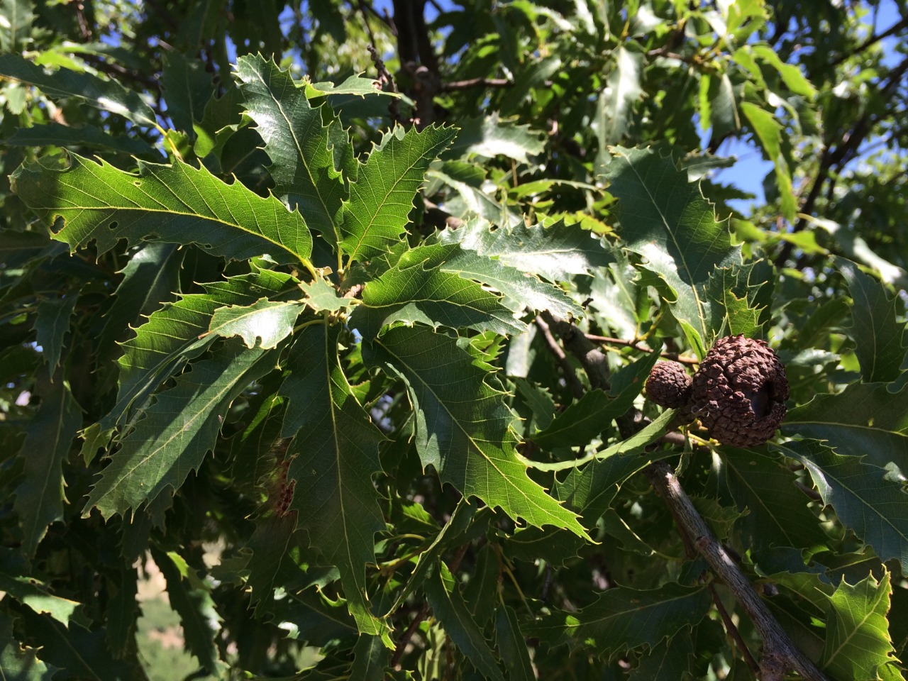 Quercus libani