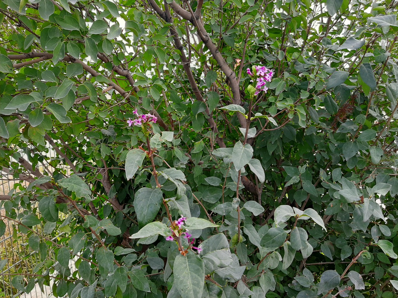 Syringa vulgaris