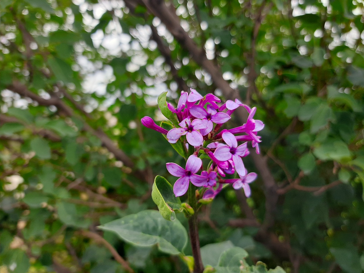 Syringa vulgaris