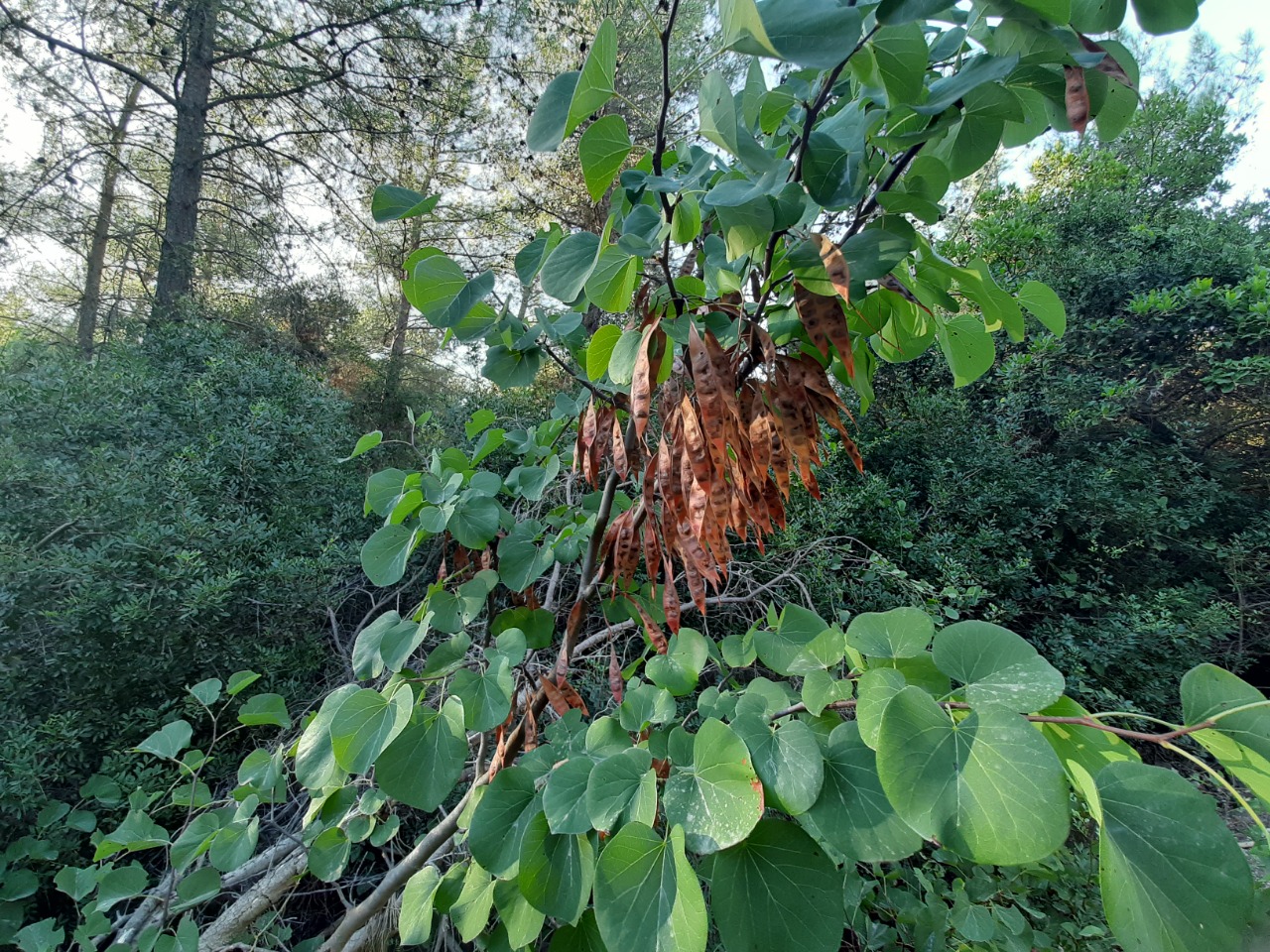 Cercis siliquastrum