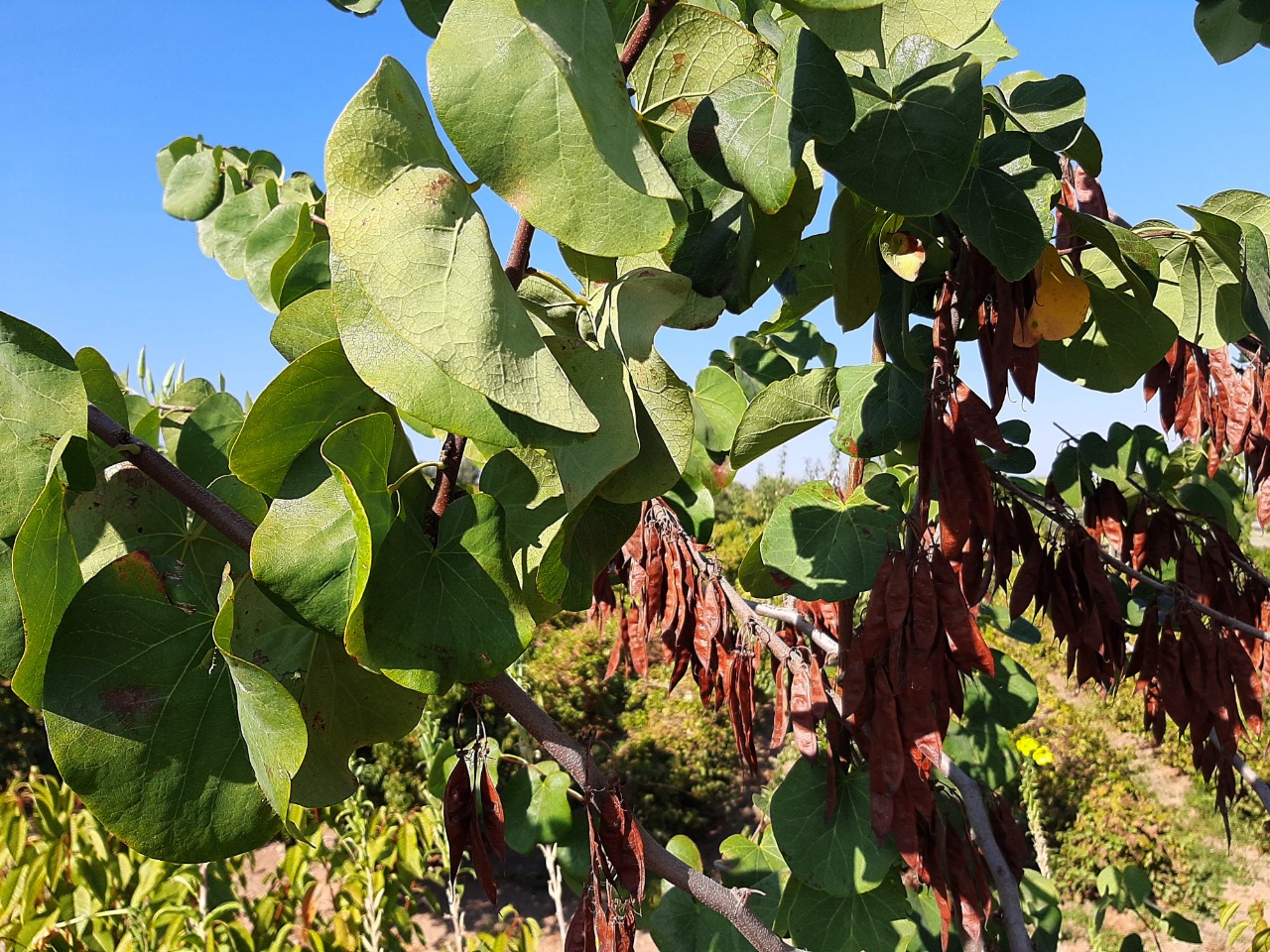 Cercis siliquastrum