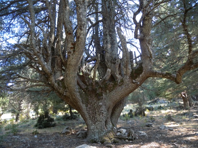 Cedrus libani