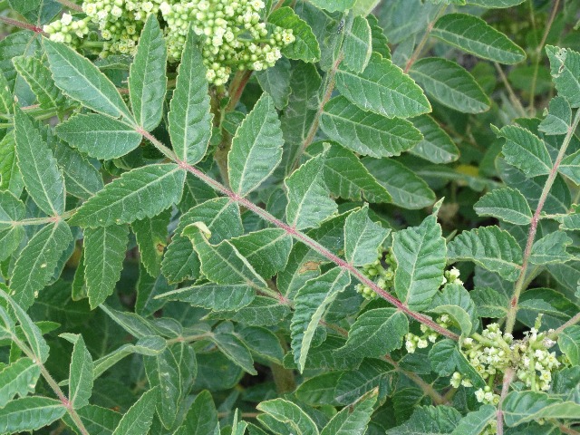 Rhus coriaria