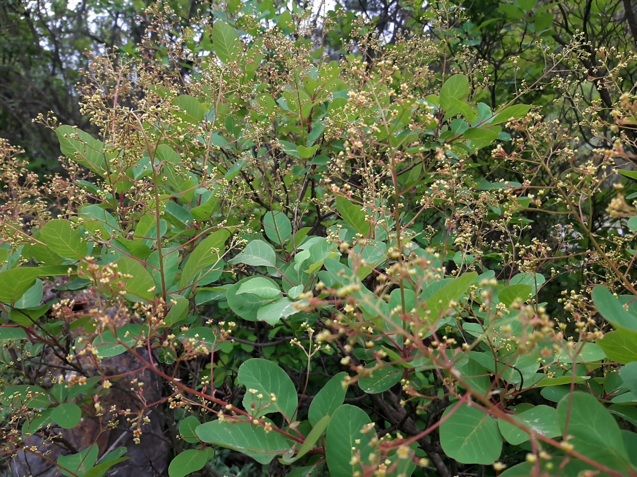 Cotinus coggygria