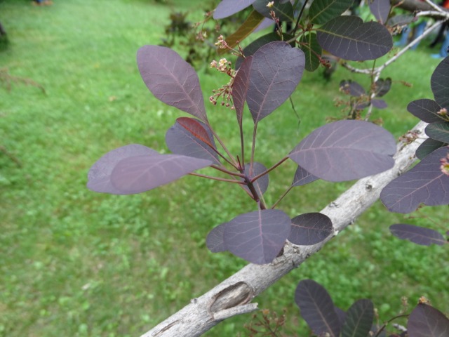 Cotinus coggygria