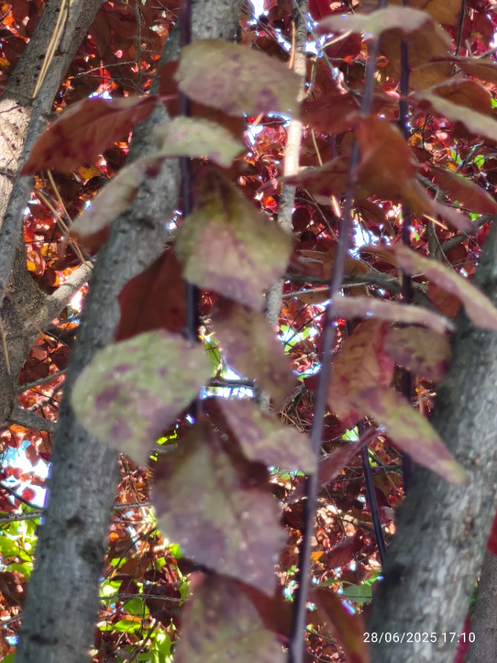 Prunus cerasifera
