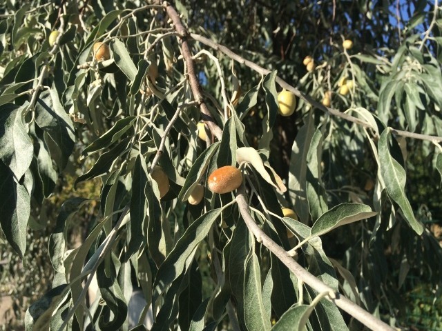 Elaeagnus angustifolia