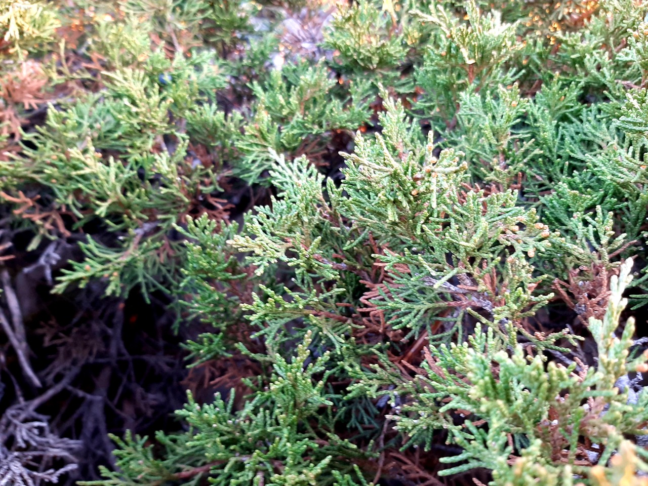 Juniperus sabina