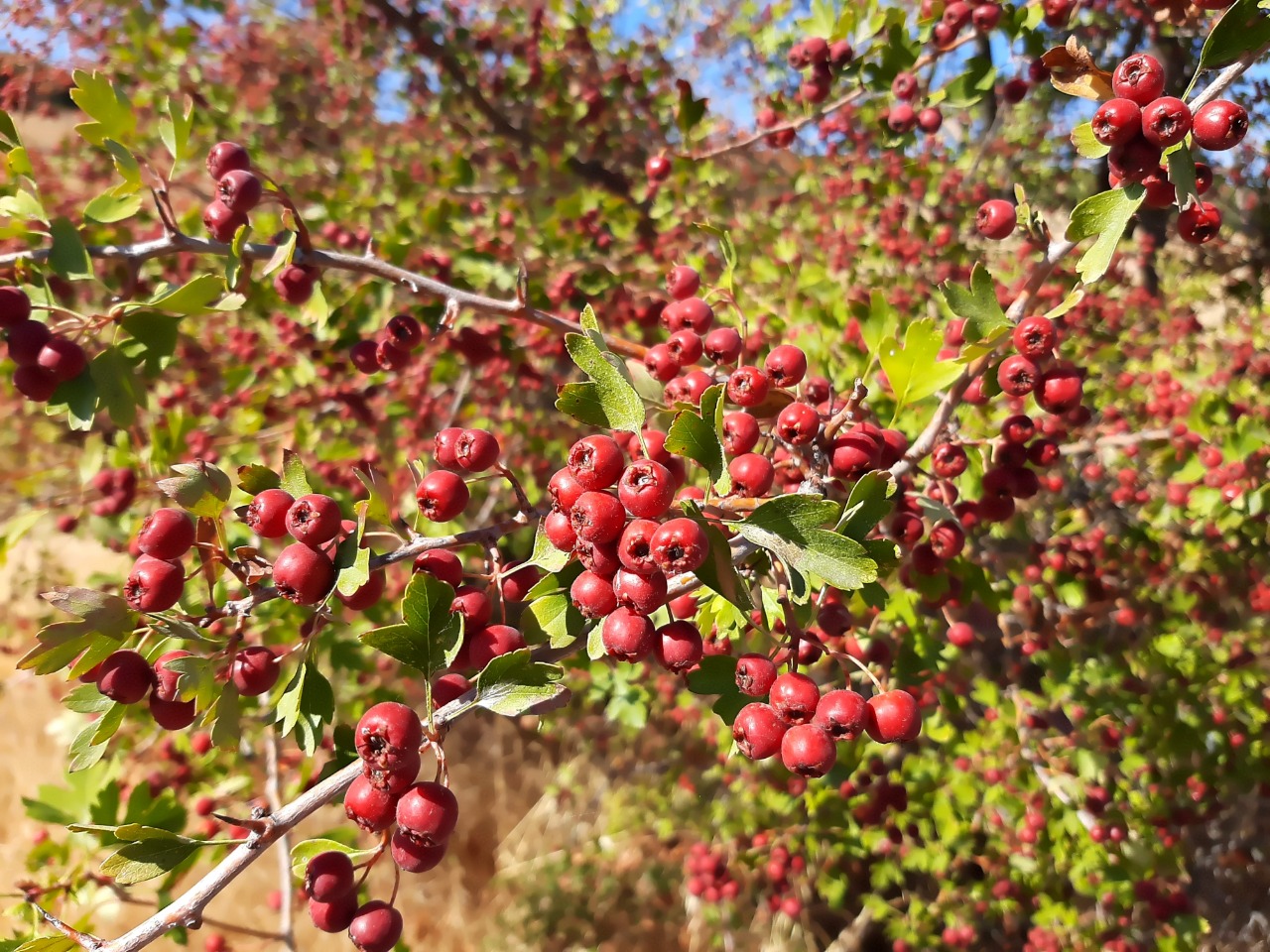 Crataegus monogyna