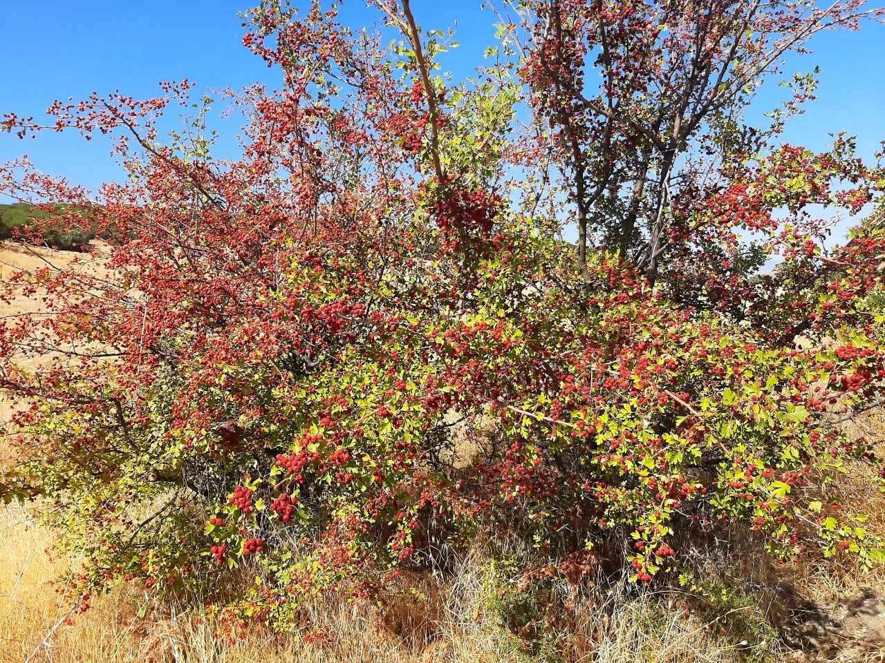 Crataegus monogyna