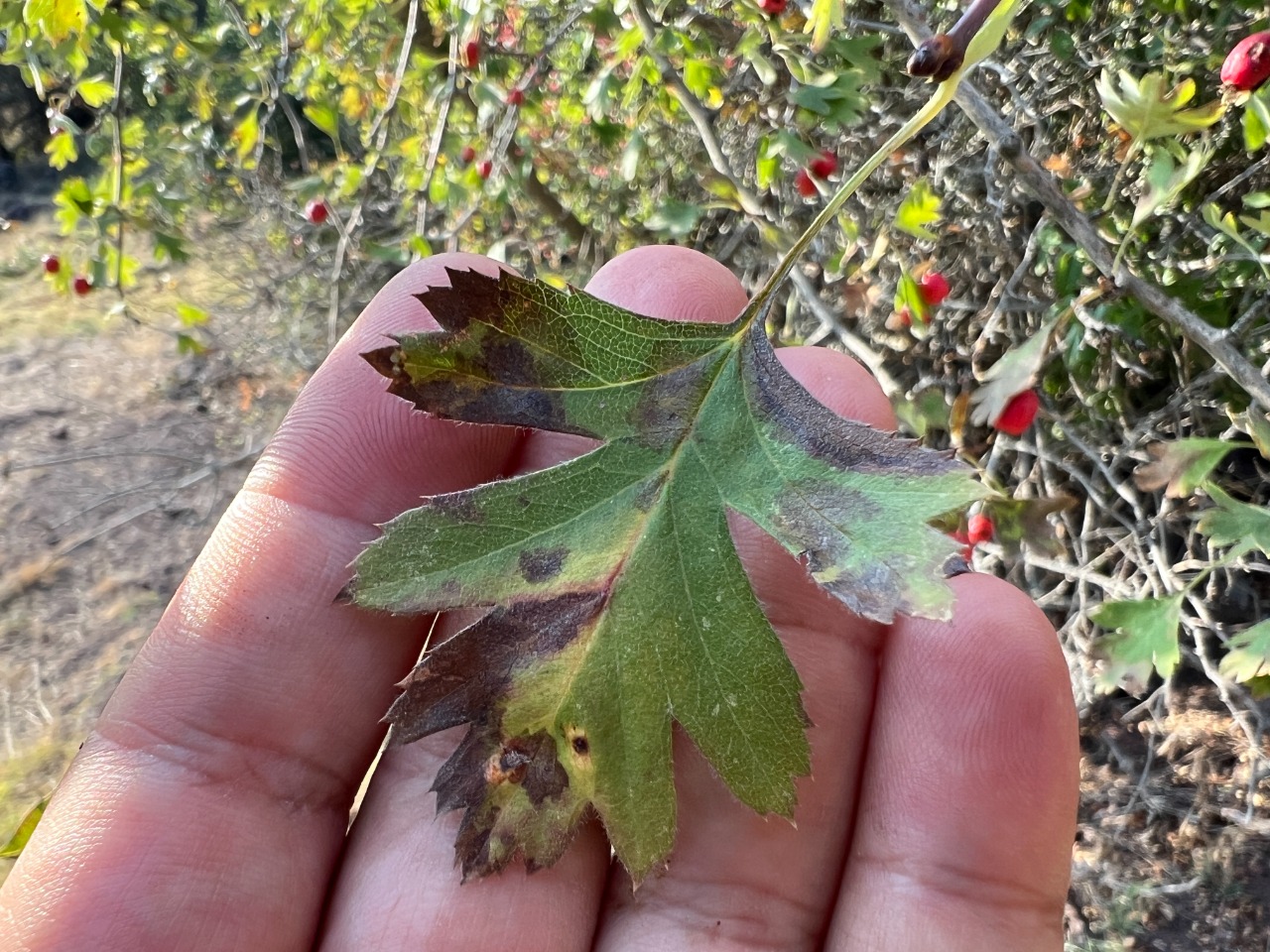 Crataegus monogyna