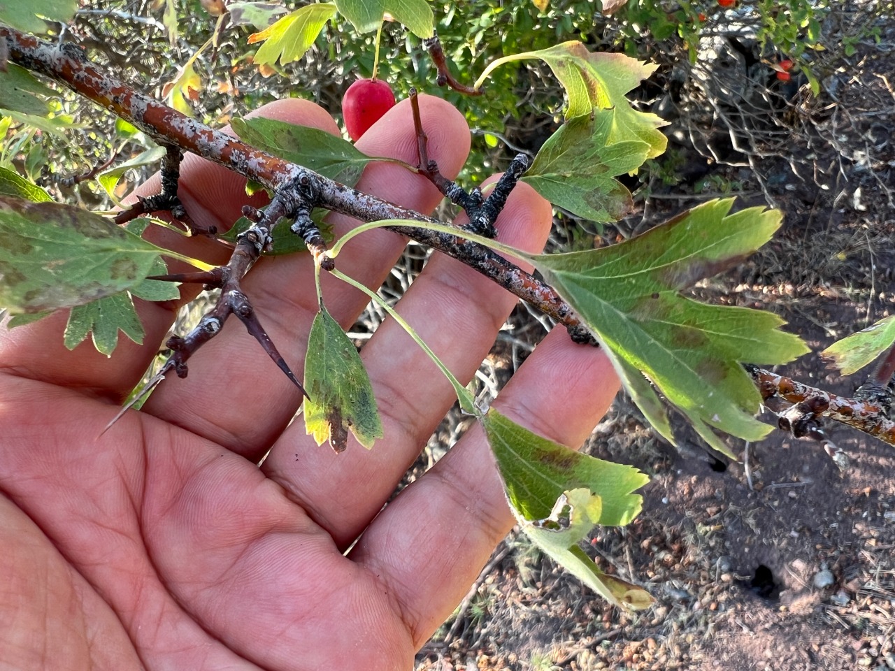 Crataegus monogyna