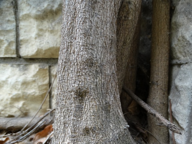 Wisteria sp.