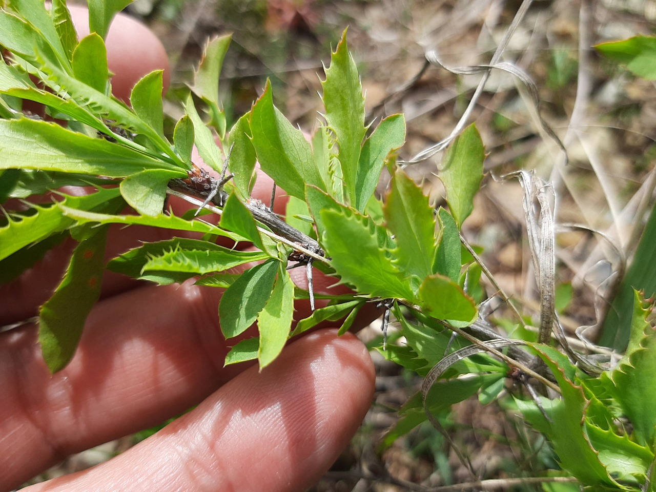 Berberis vulgaris