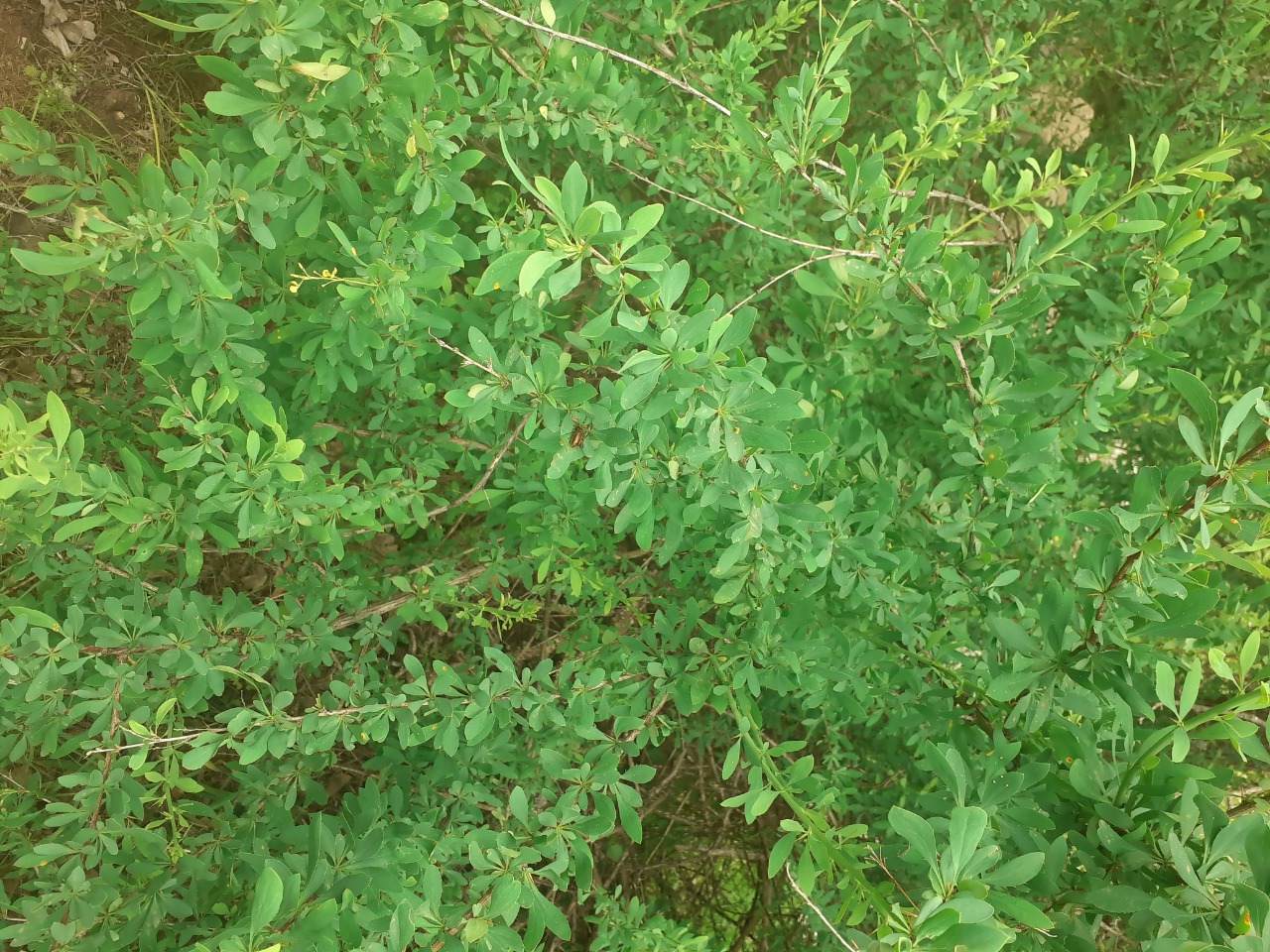 Berberis vulgaris