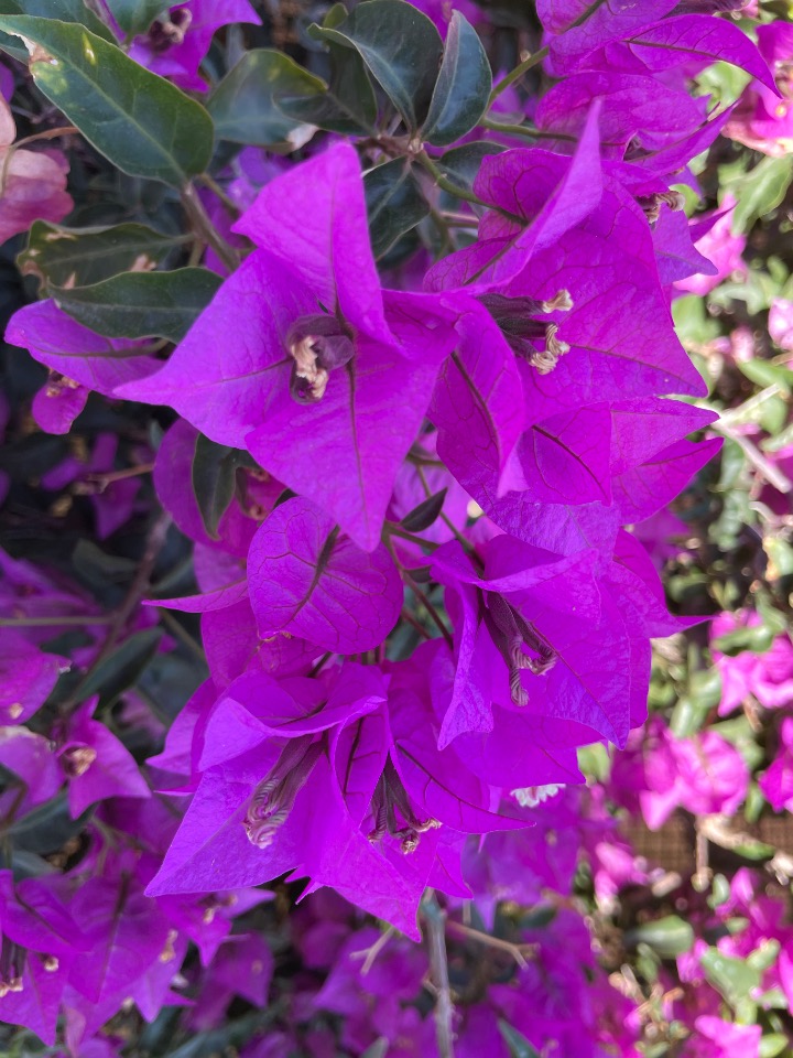 Bougainvillea spectabilis