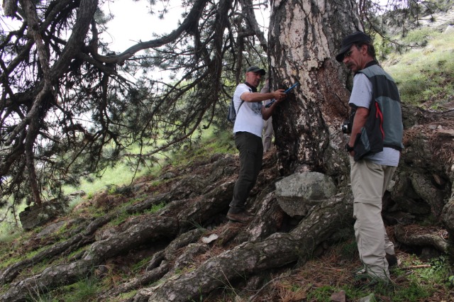 Pinus nigra