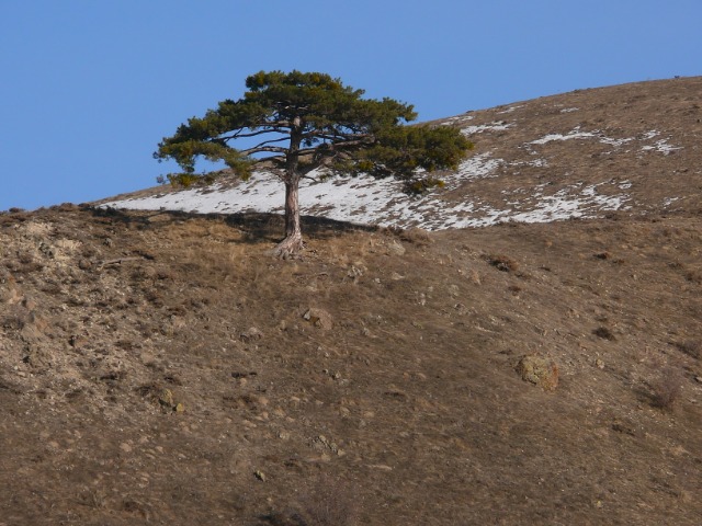 Pinus nigra