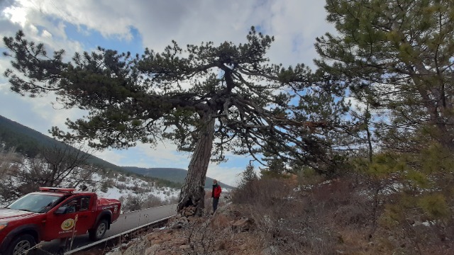 Pinus nigra