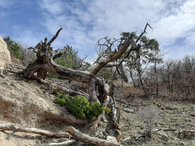 Pinus nigra