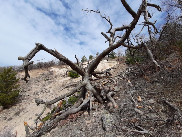 Pinus nigra