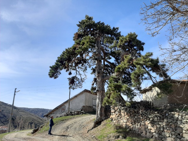 Pinus nigra