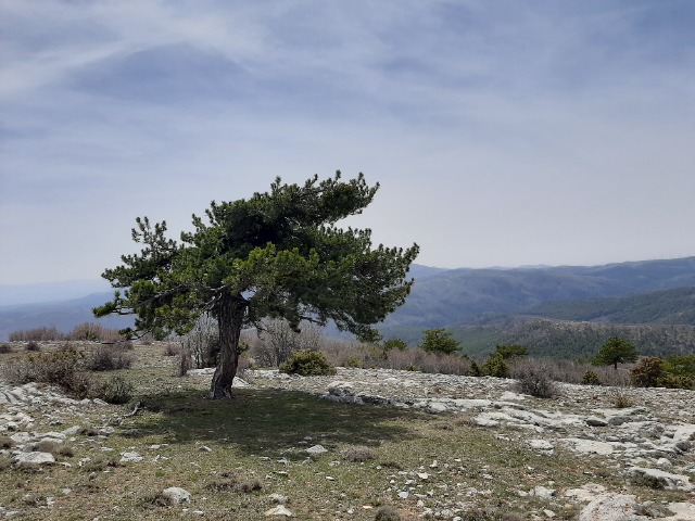 Pinus nigra