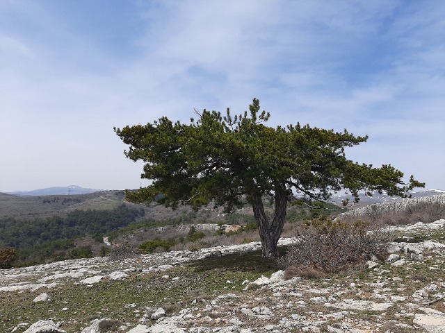Pinus nigra