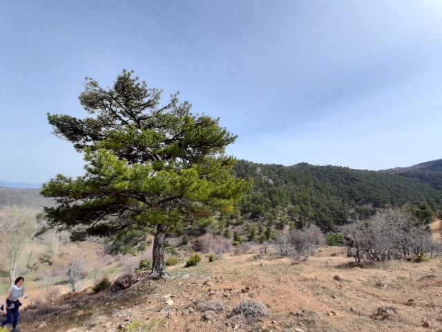 Pinus nigra