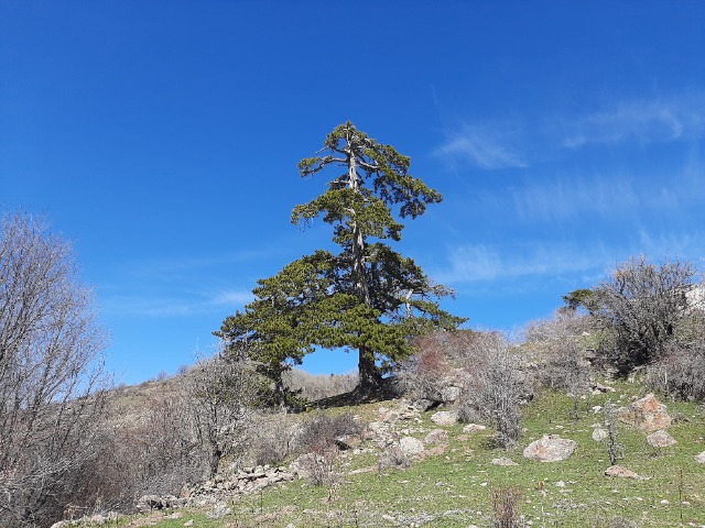 Pinus nigra