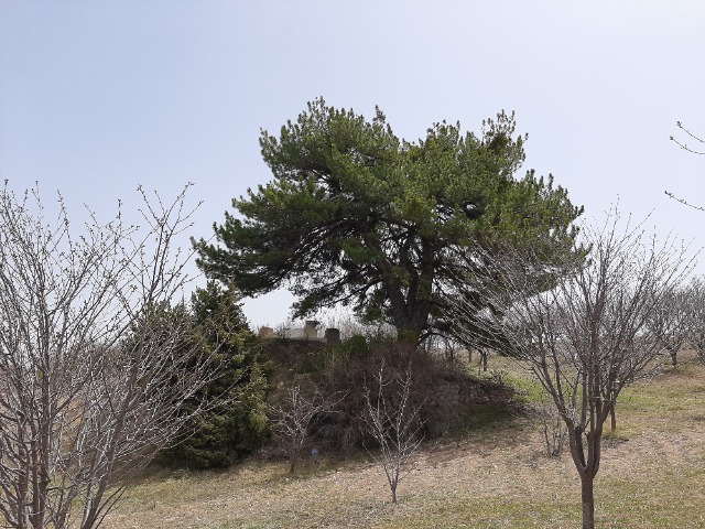 Pinus nigra