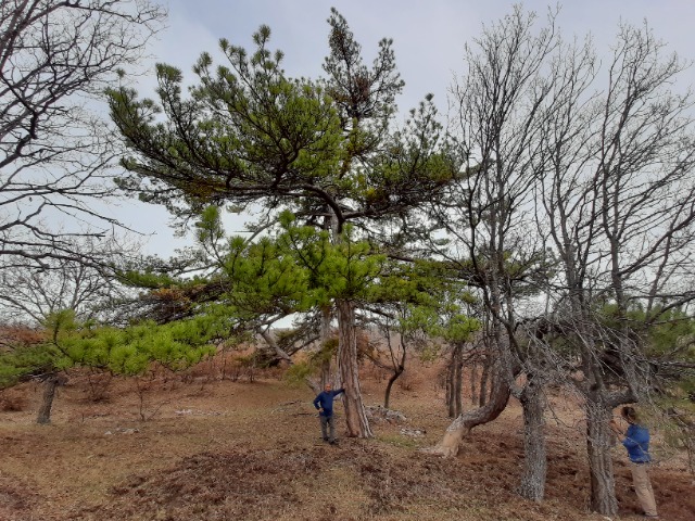 Pinus nigra