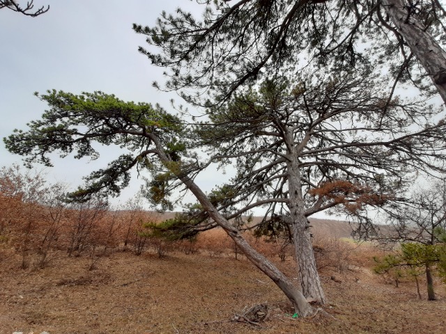 Pinus nigra
