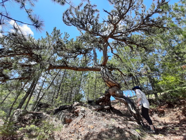 Pinus nigra