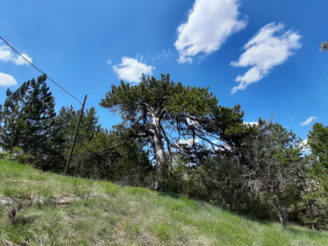 Pinus nigra