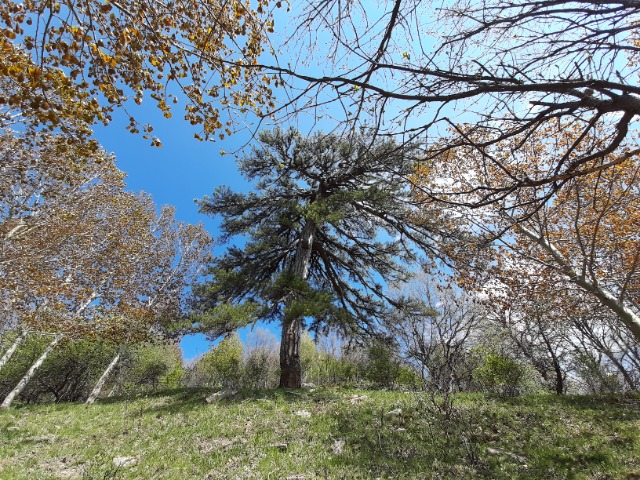 Pinus nigra