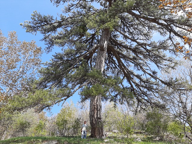 Pinus nigra