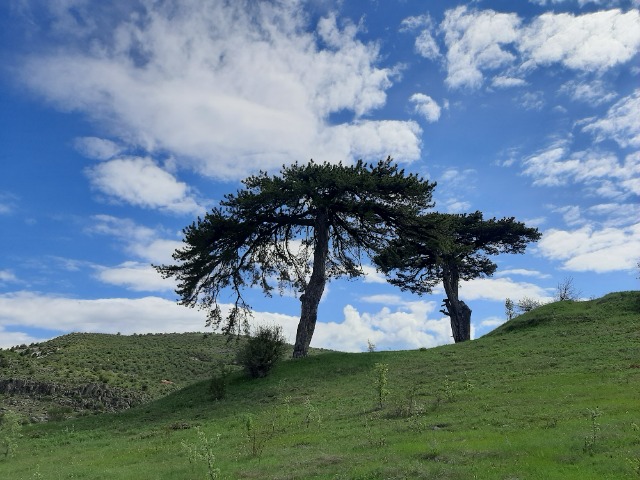 Pinus nigra