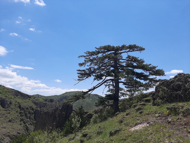 Pinus nigra