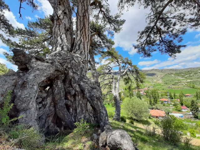 Pinus nigra