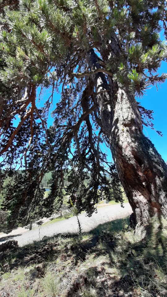 Pinus nigra