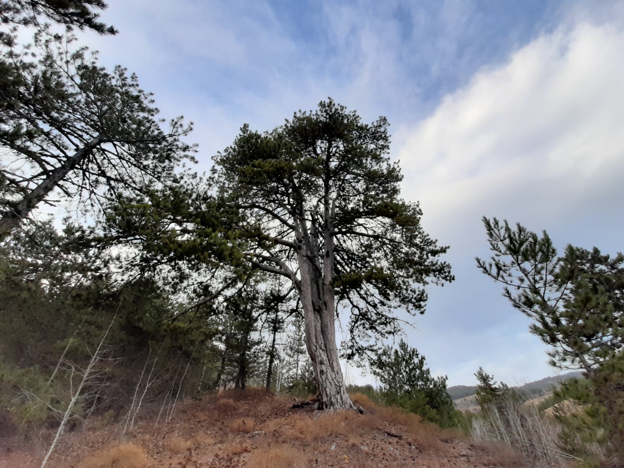 Pinus nigra