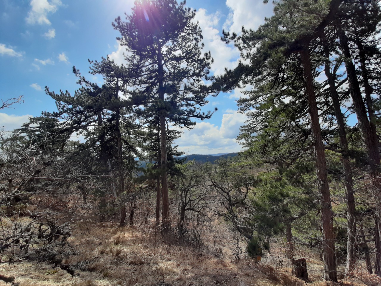 Pinus nigra