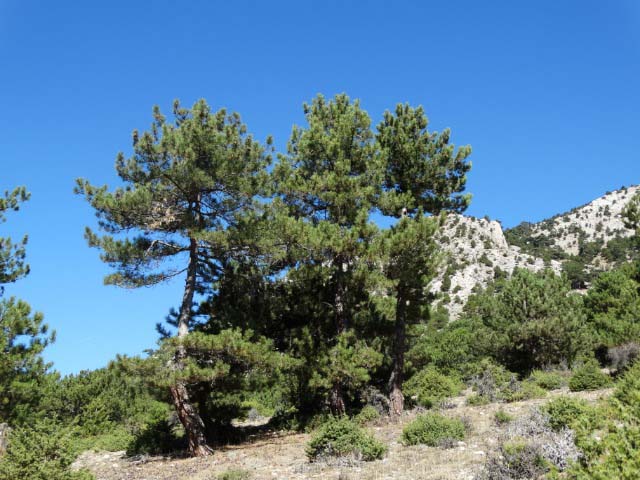 Pinus nigra