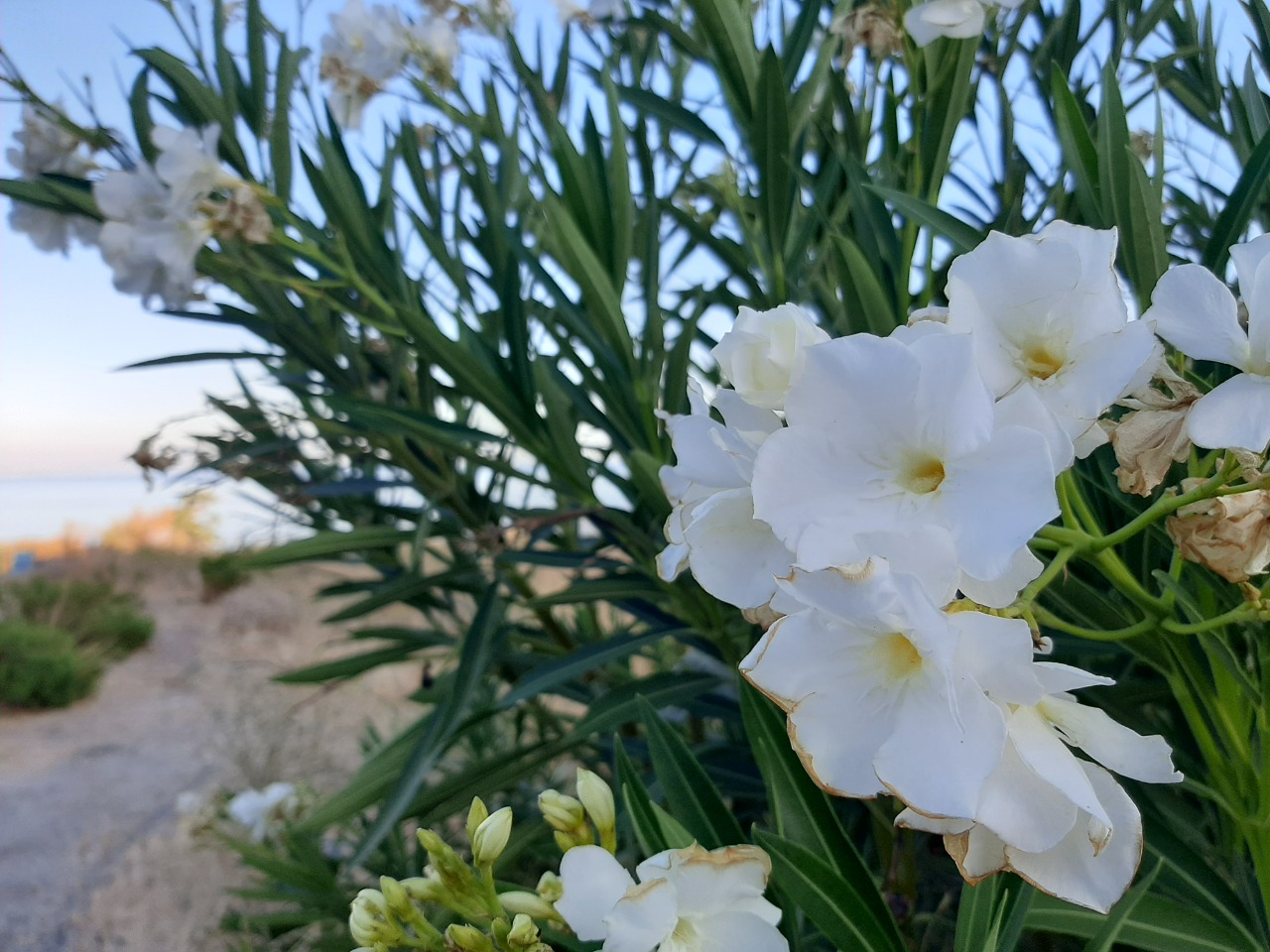 Nerium oleander