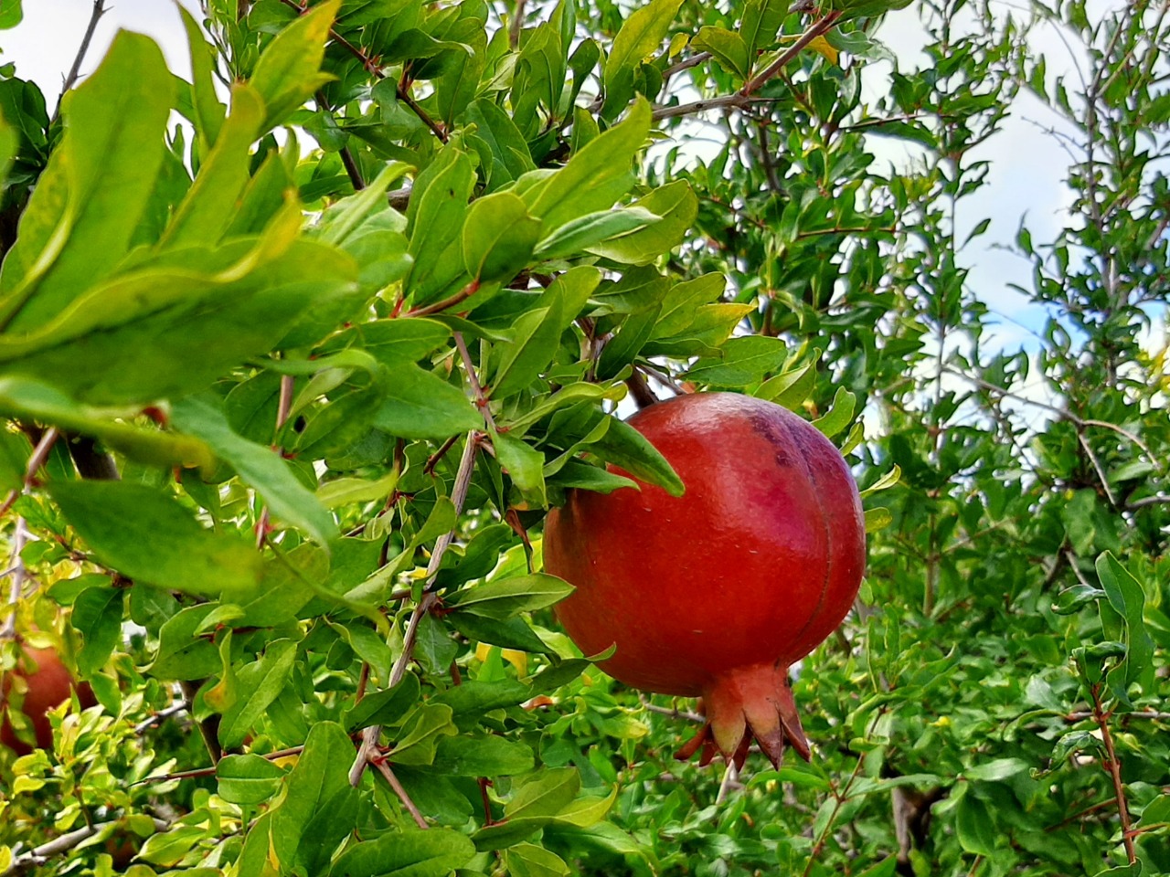 Punica granatum