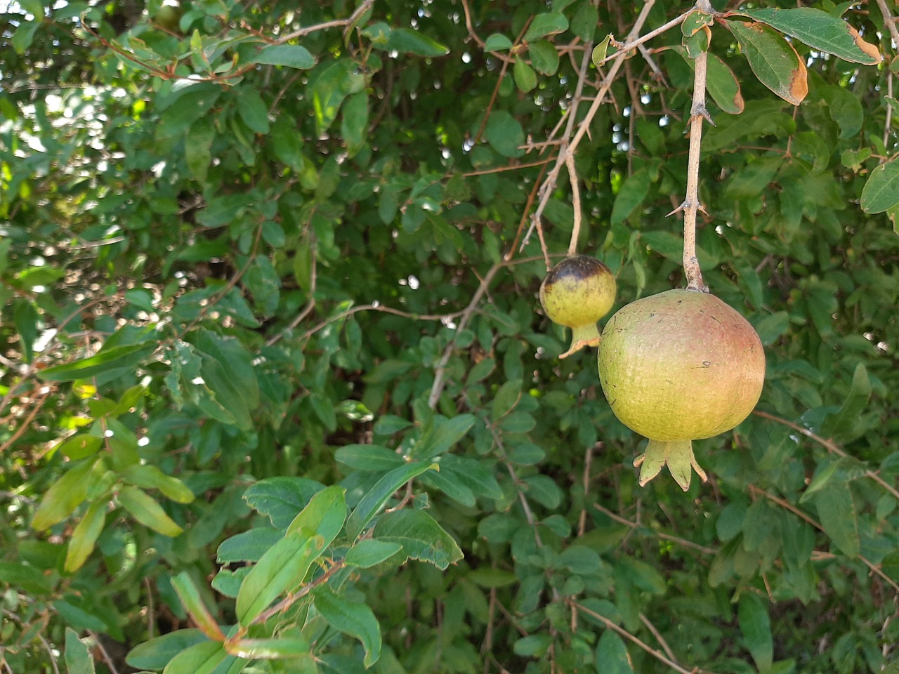 Punica granatum