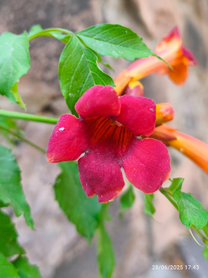 Campsis radicans